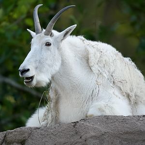 Mountain Goat