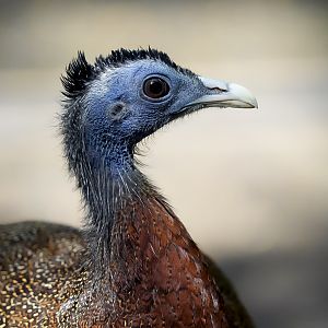 Great Argus (Juvenile)