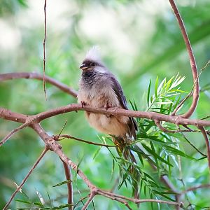 Speckled Mousebird