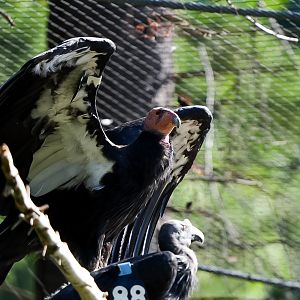 California Condor
