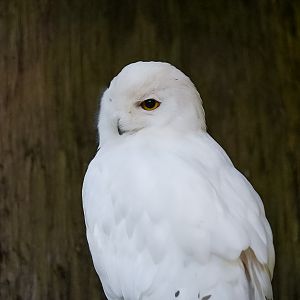 Snowy OWL