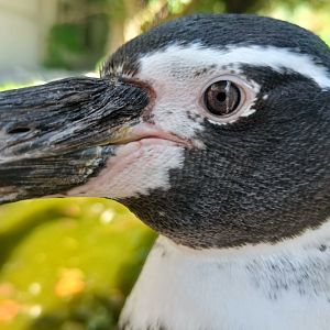 Humboldt Penguin