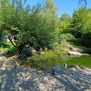 Outdoor Penguin Enclosure