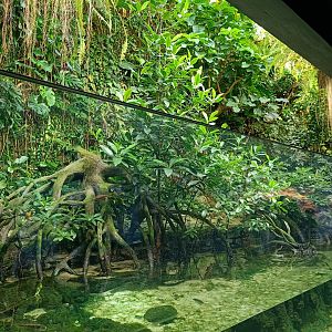 Mangrove Paludarium (Exotarium)