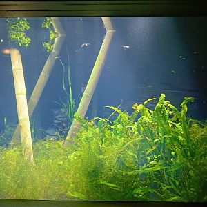 Southeast Asian tank (Exotarium)