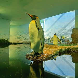 King Penguin