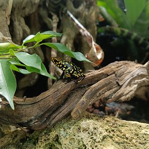 Achincaya Poison Dart Frog