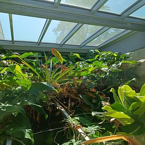 Amazon Milk Frog Enclosure