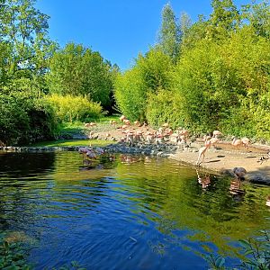 Chilean Flamingo enclosure