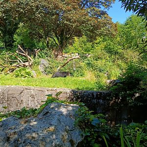 Spectacled Bear and South American Coati enclosure