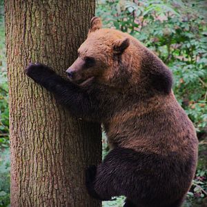 European Brown Bear