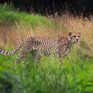 Cheetah