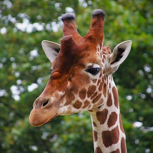 Reticulated Giraffe
