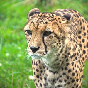 Cheetah