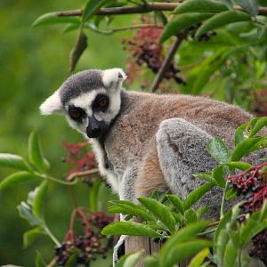 Ring-tailed Lemur