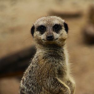 Meerkat