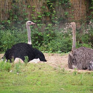 Ostrich Pair