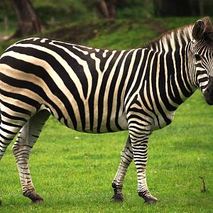 Plain's Zebra