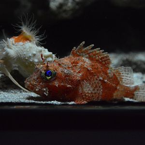 Deepwater scorpionfish (Neomerinthe sp.)