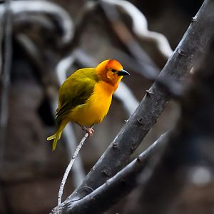 Taveta Golden Weaver