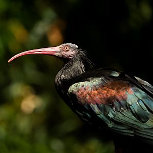 Waldrapp Ibis