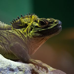 Philippine Sail-finned Lizard
