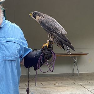 Indiana State Fair - Peregrine Falcon