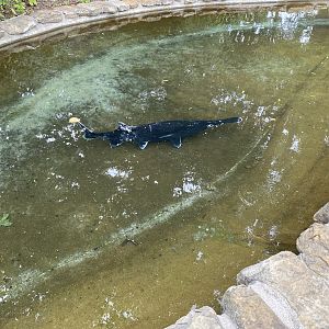Indiana State Fair - American Paddlefish