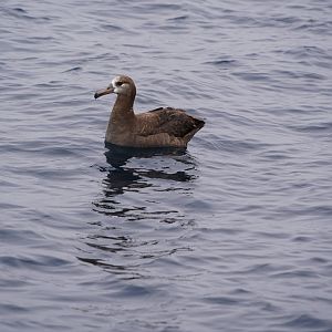 Black-footed albatross