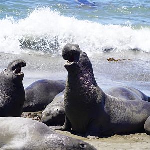 Northern elephant seals