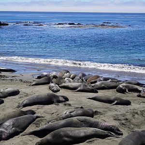 Northern elephant seals