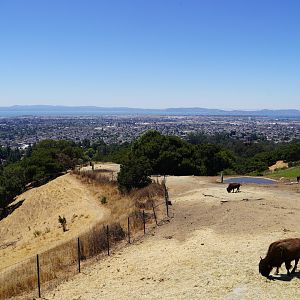 Plains Bison