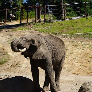 African elephant bull drinking