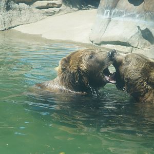 Grizzly bears playing