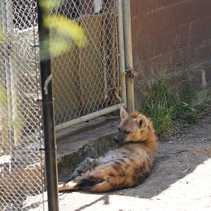 Spotted hyena resting