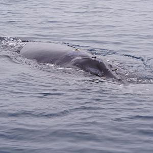 Humpback whale