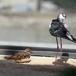 Killdeer and Black-necked stilt
