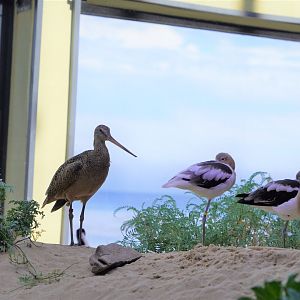 Marbled godwit and American avocets