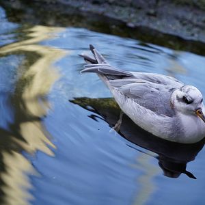 Red phalarope