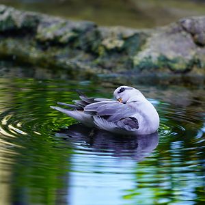 Red phalarope
