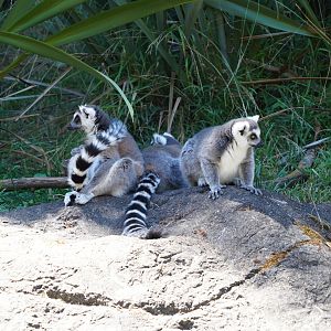 Ring-tailed lemurs