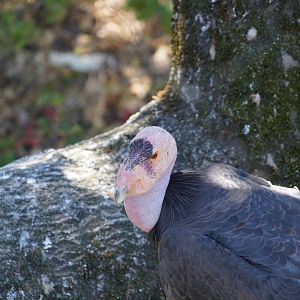 California condor