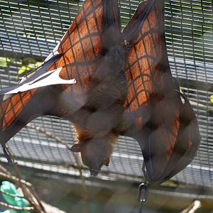 Malayan flying fox