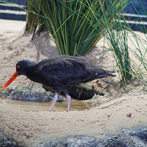 Black oystercatcher
