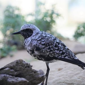Black-bellied plover