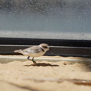 Snowy plover
