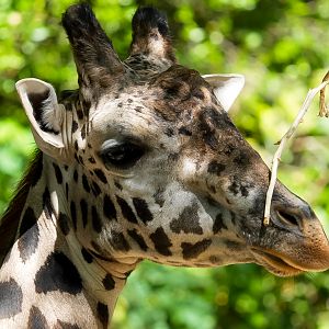 Masai Giraffe