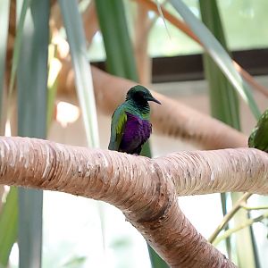Emerald Starling