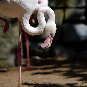 Greater Flamingo