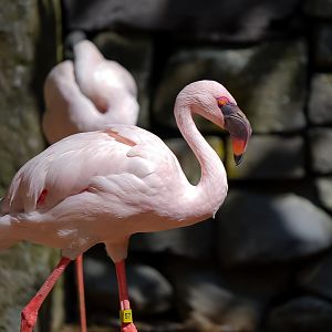 Lesser Flamingo